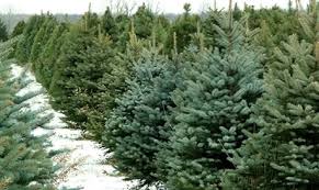 kerstbomen inleveren bij Masteling.