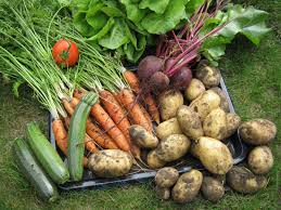 Groenten uit eigen tuin.